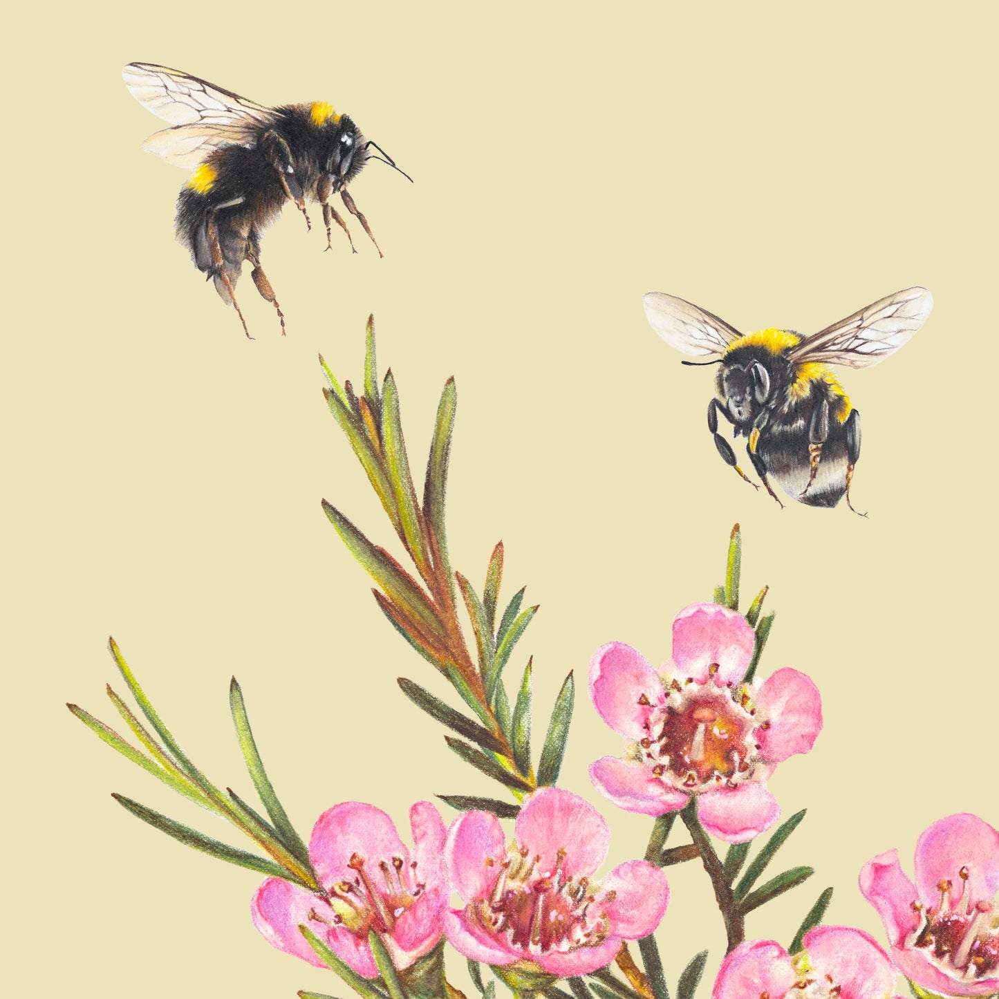 Bumble Bees/Wax flowers - Fine Art Print