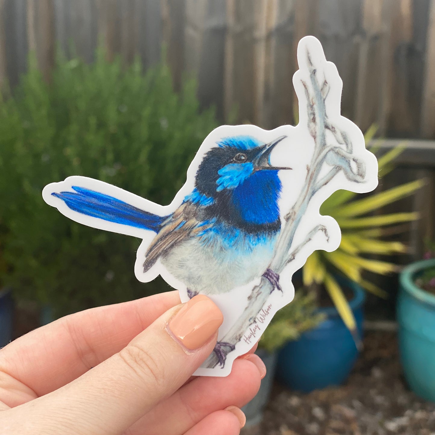 Blue Wren Sticker