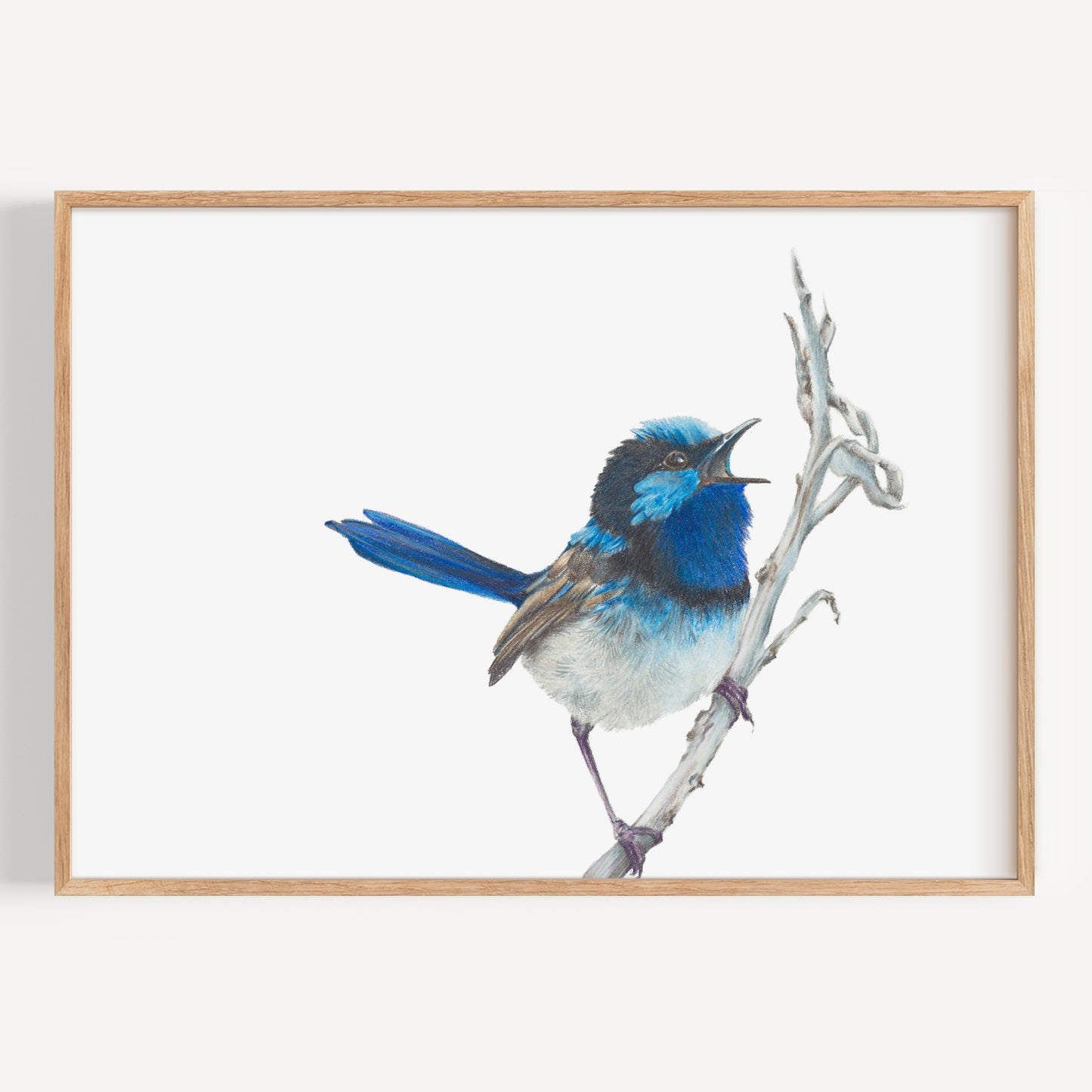 Blue Wren - Fine Art Print