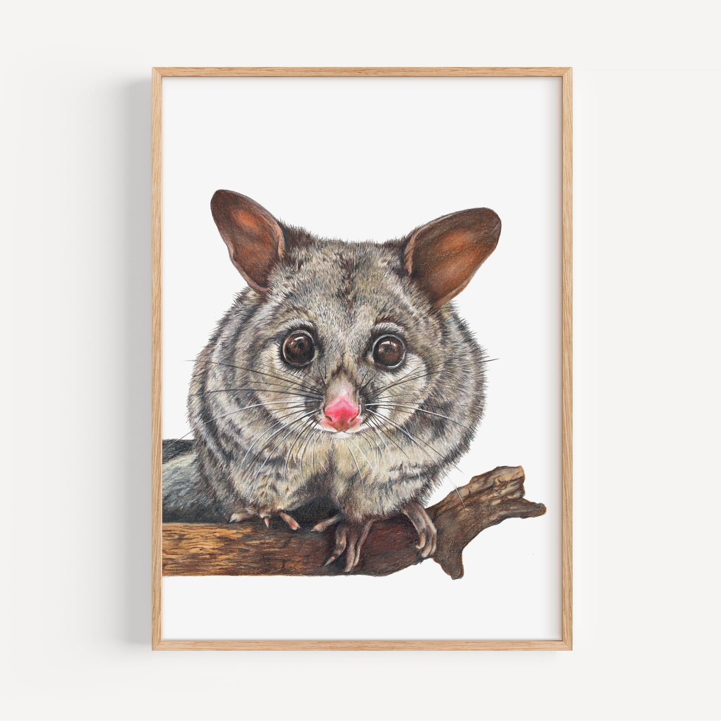 Brushtail Possum Fine Art Print