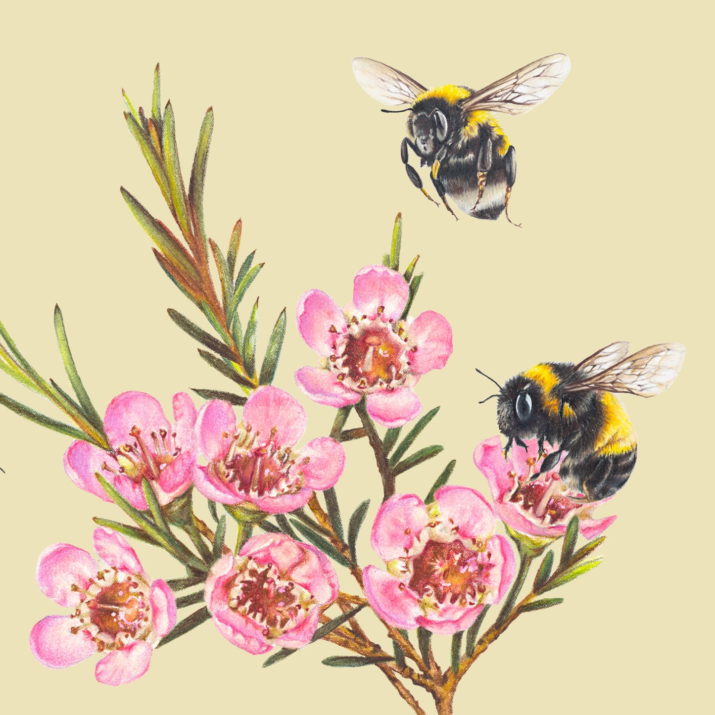 Bumble Bees & Wax flowers Fine Art Print - landscape