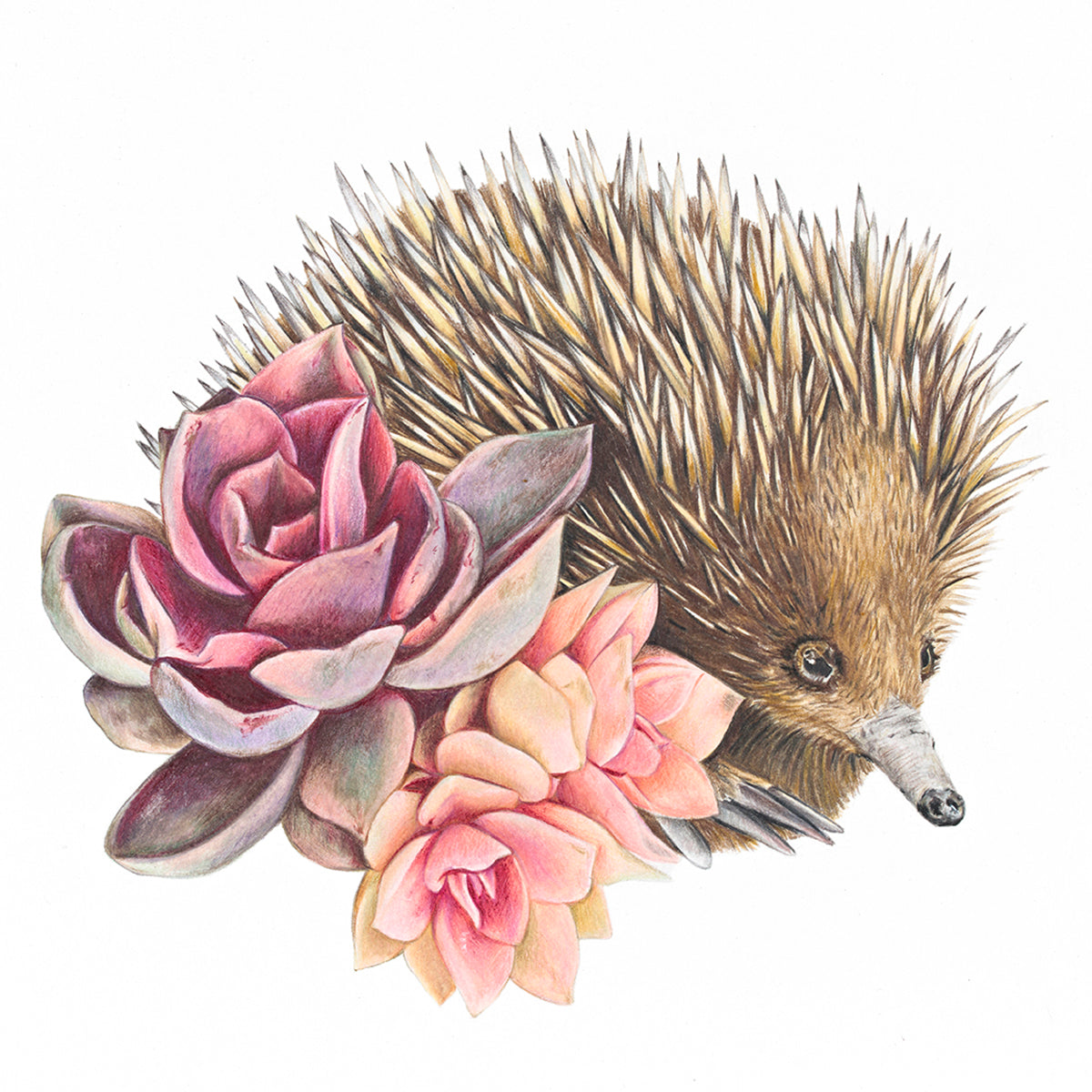 Short-beaked Echidna Fine Art Print