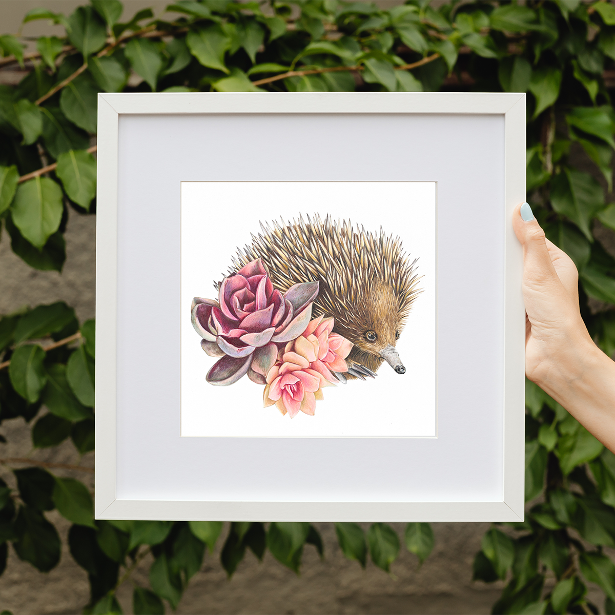 Short-beaked Echidna Fine Art Print