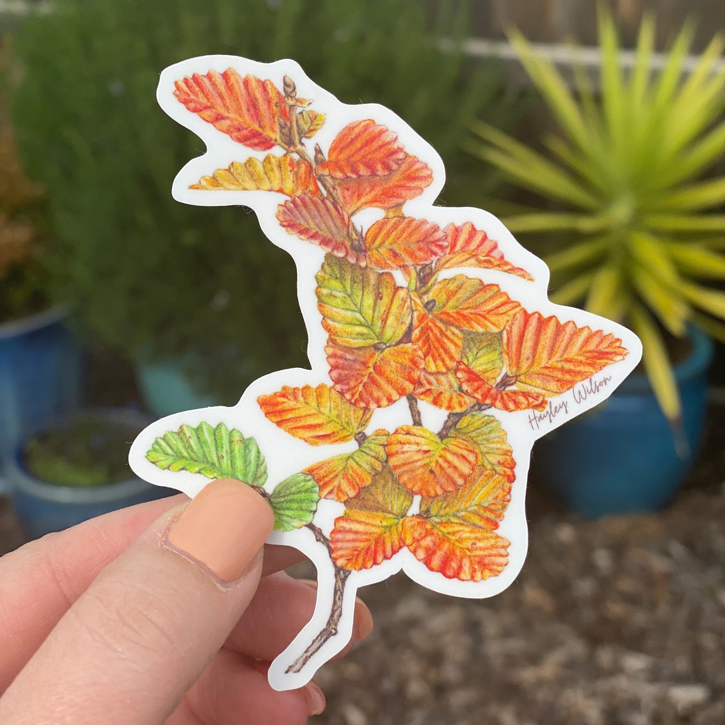 Nothefagus - Sticker