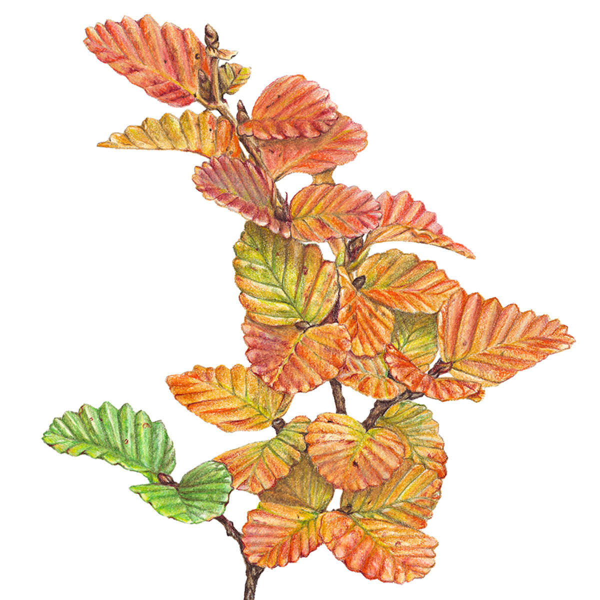 Nothefagus - Fine Art Print