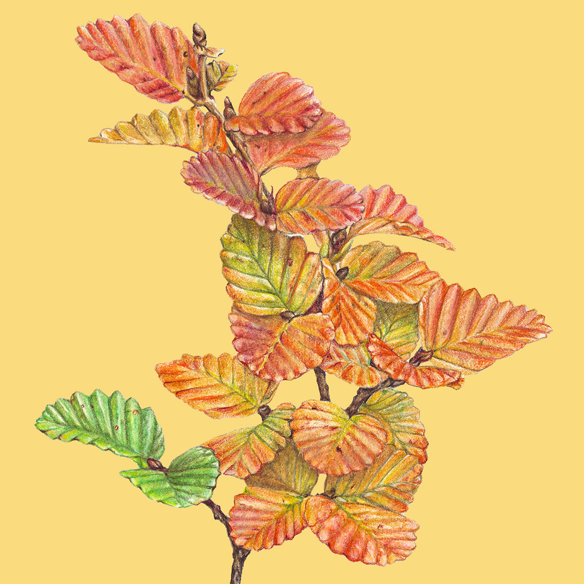 Nothefagus/yellow - Fine Art Print
