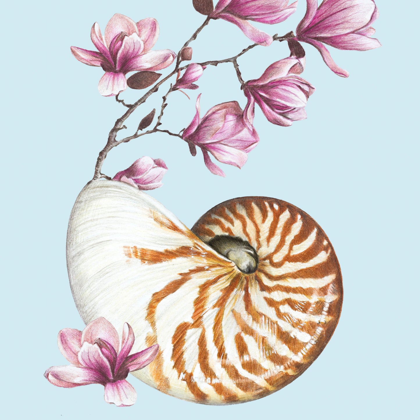 Flowering Nautilus/blue - Fine Art Print