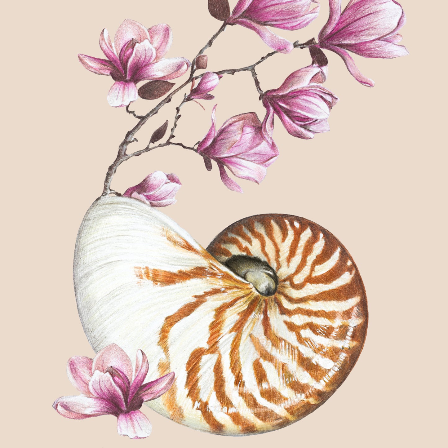 Flowering Nautilus/taupe - Fine Art Print