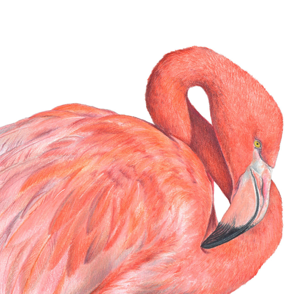 Great Flamingo - Fine Art Print