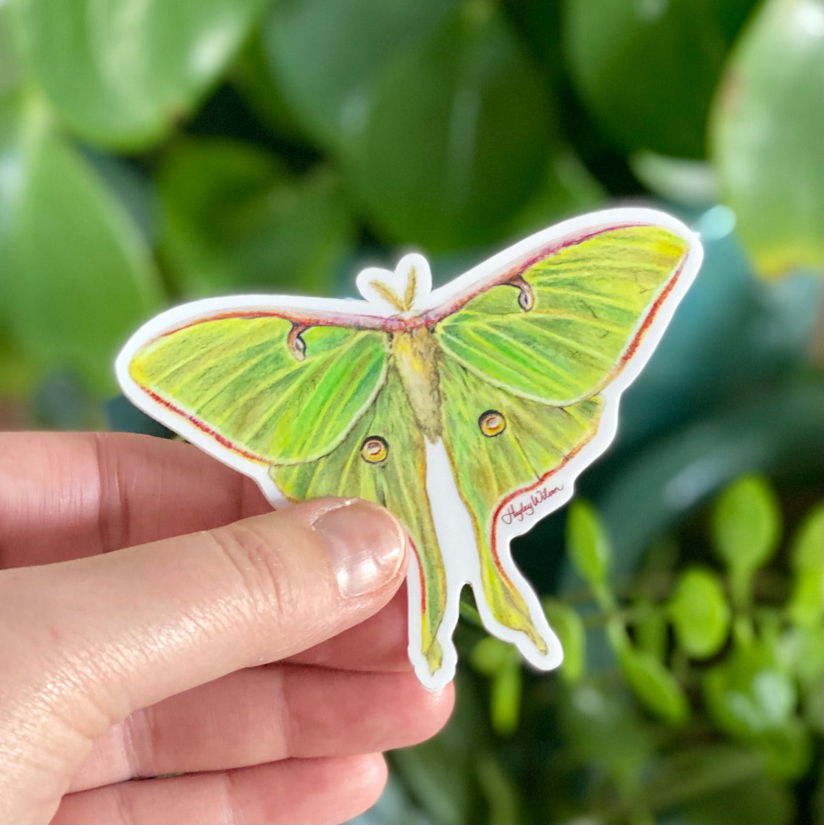 Luna Moth - Sticker
