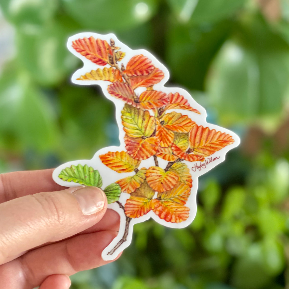 Nothefagus - Sticker
