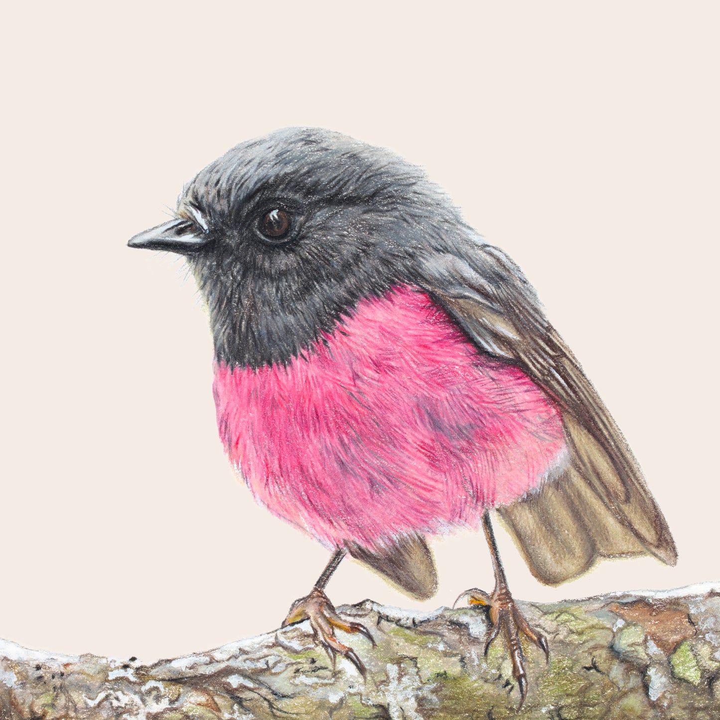 Pink Robin/light - Fine Art Print
