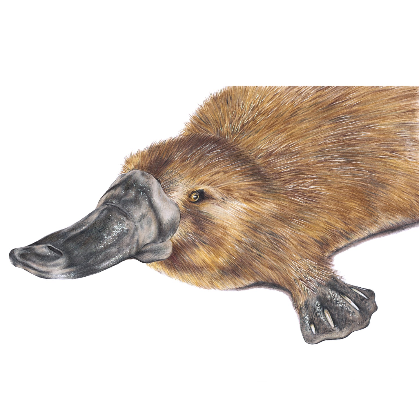 Platypus - Fine Art Print