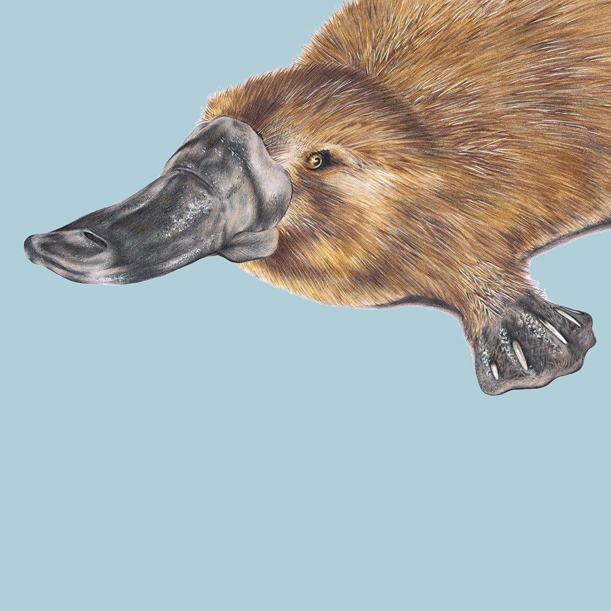 Platypus/blue - Fine Art Print