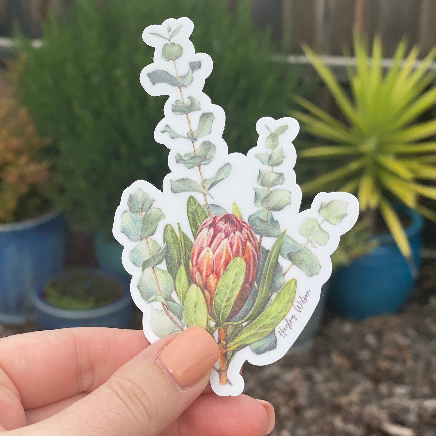 Protea & Eucalyptus - Sticker