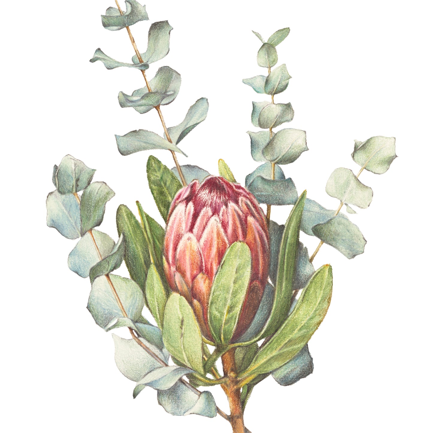 Protea/Eucalyptus - Fine Art Print