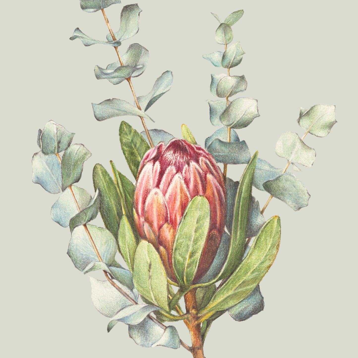Protea/Eucalyptus - Tea towel