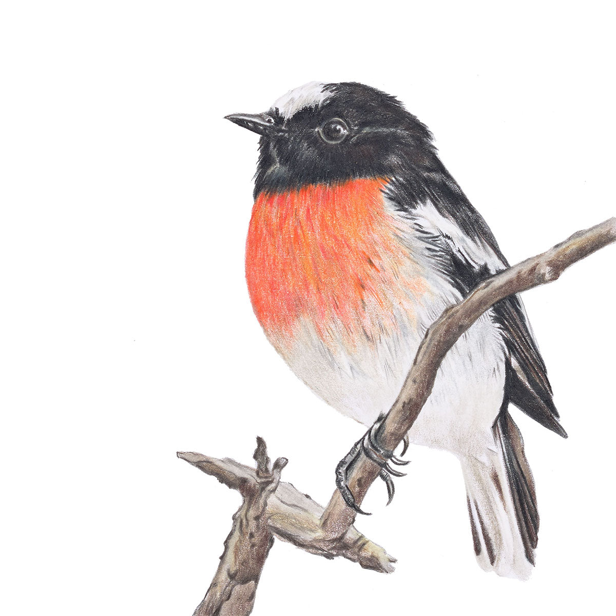 Scarlet Robin - Fine Art Print