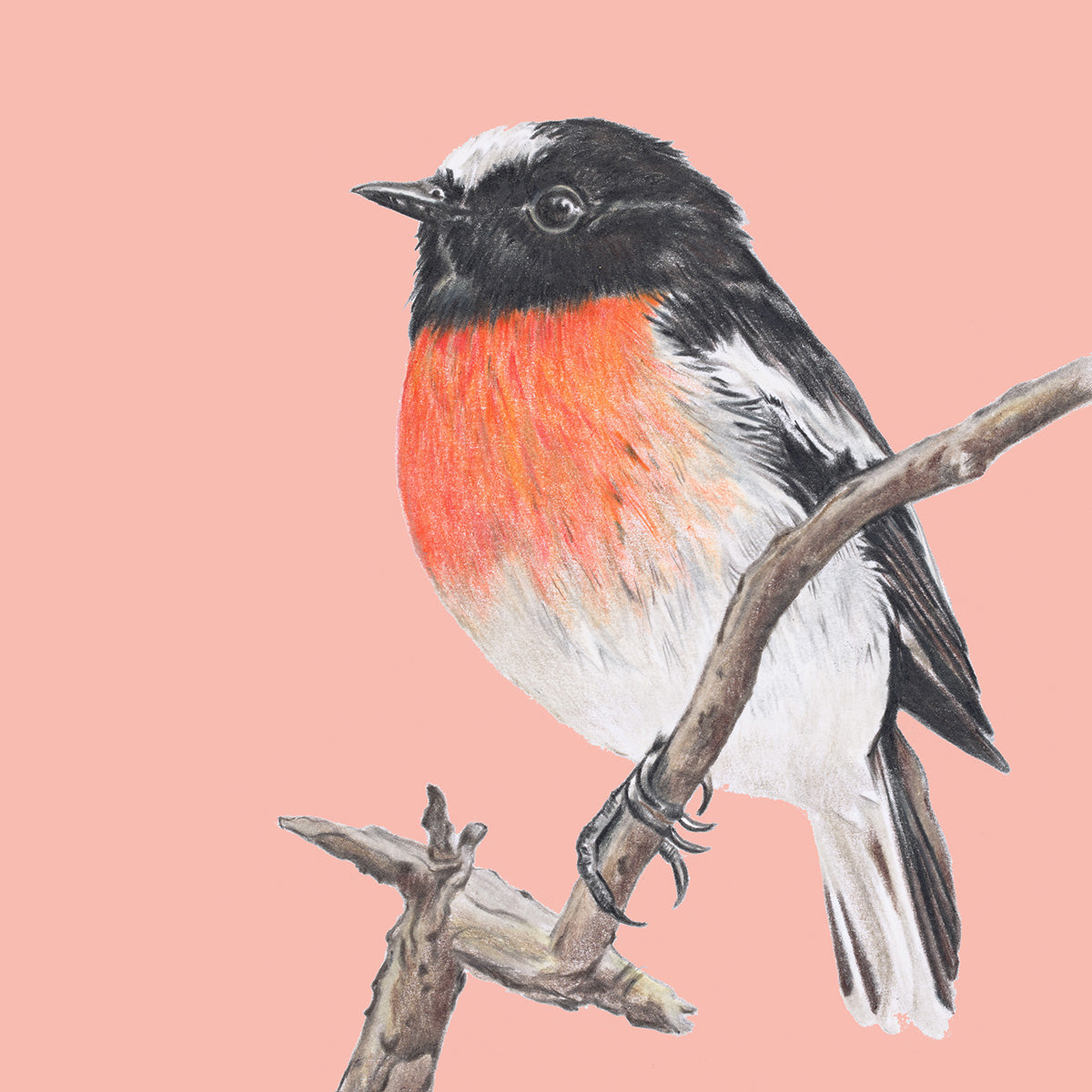 Scarlet Robin/peach - Fine Art Print