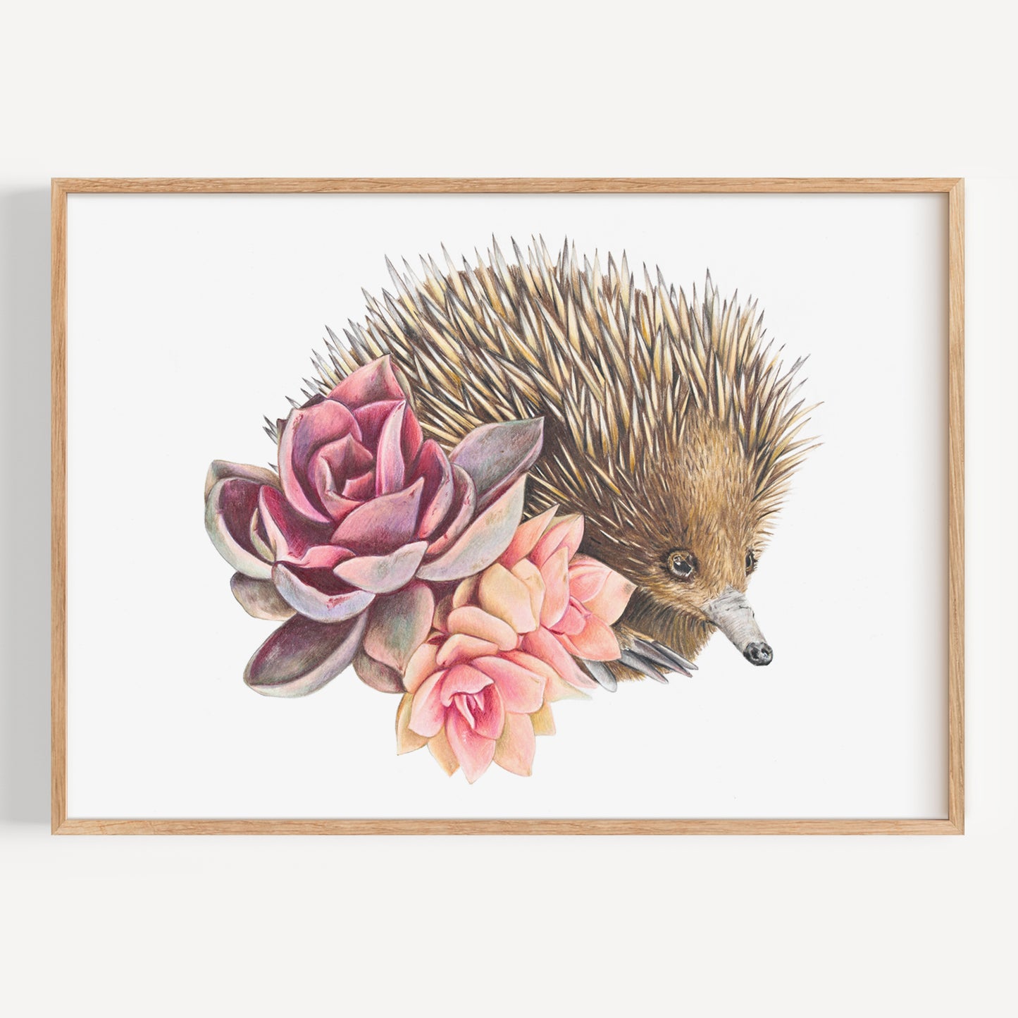 Short-beaked Echidna - Fine Art Print