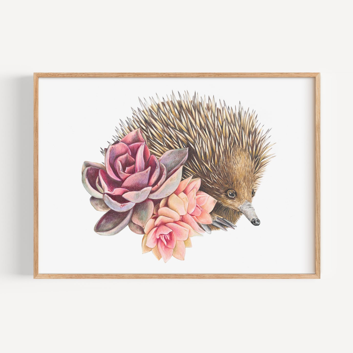 Short-beaked Echidna Fine Art Print