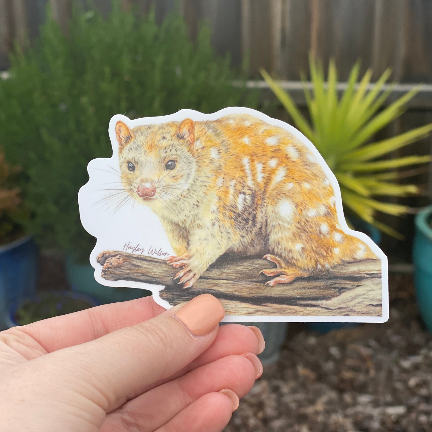 Spotted-tailed Quoll - Sticker