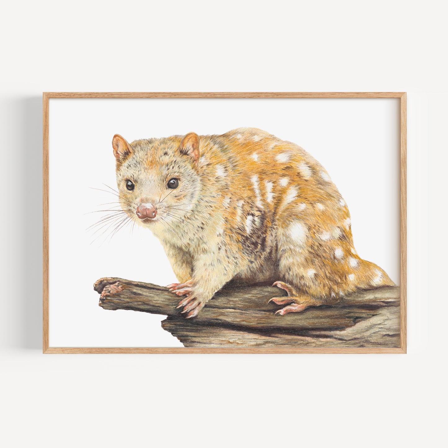 Spotted-tailed Quoll Fine Art Print