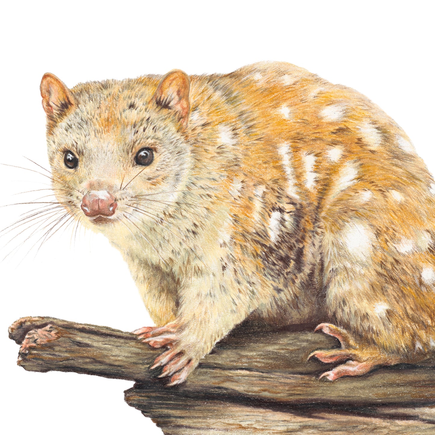 Spotted-tailed Quoll Fine Art Print