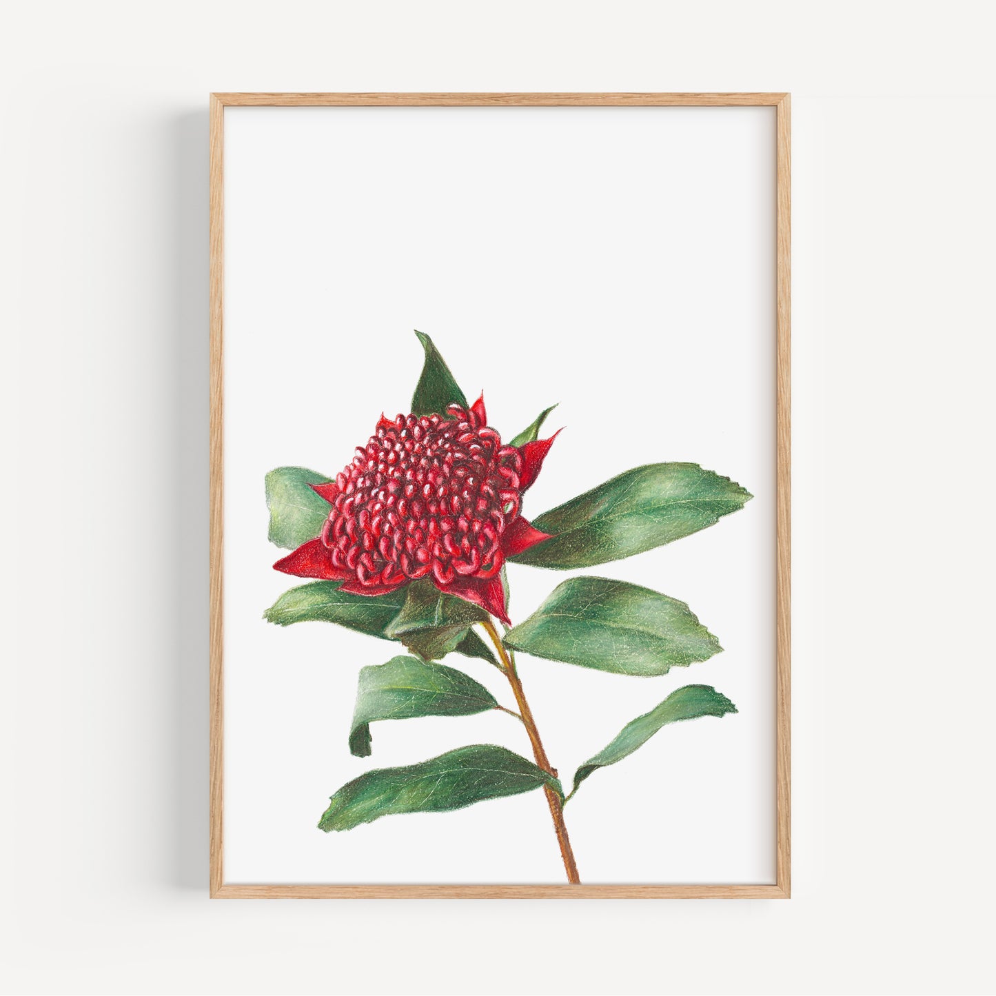 Waratah Fine Art Print