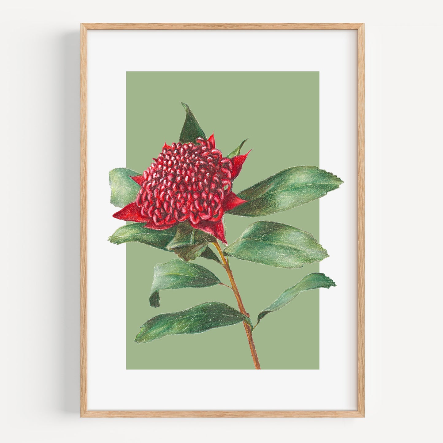 Waratah/green - Fine Art Print