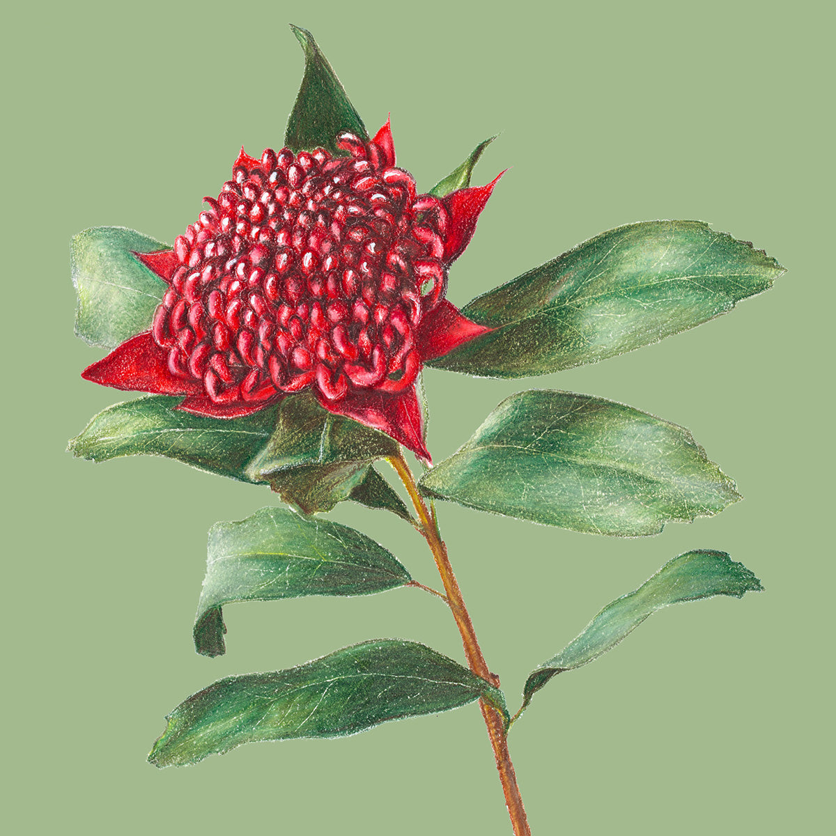 Waratah/green - Fine Art Print