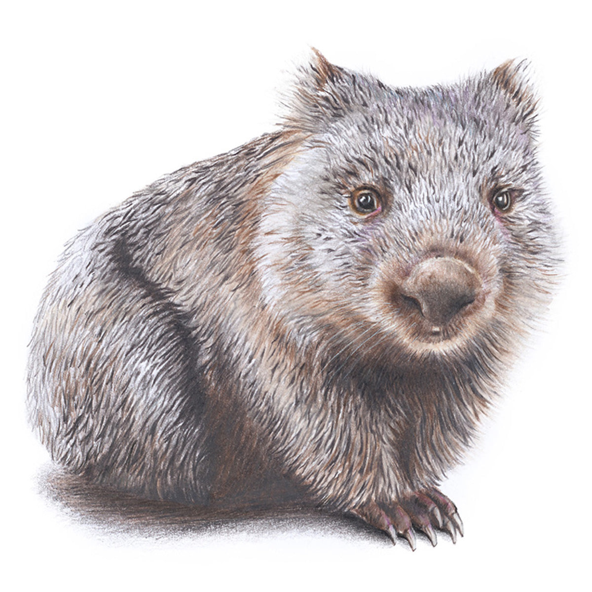 Wombat Greeting Card