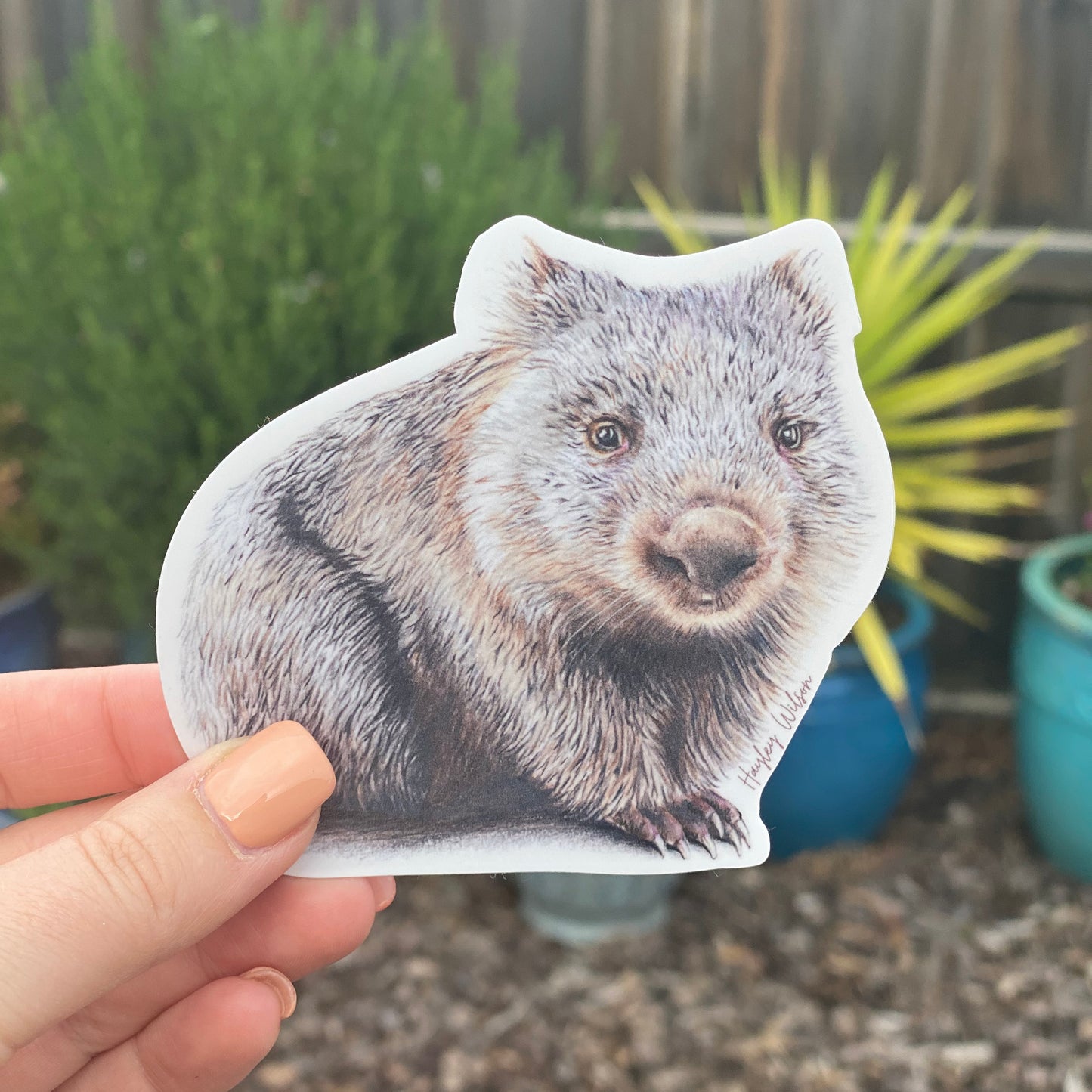 Wombat - Sticker
