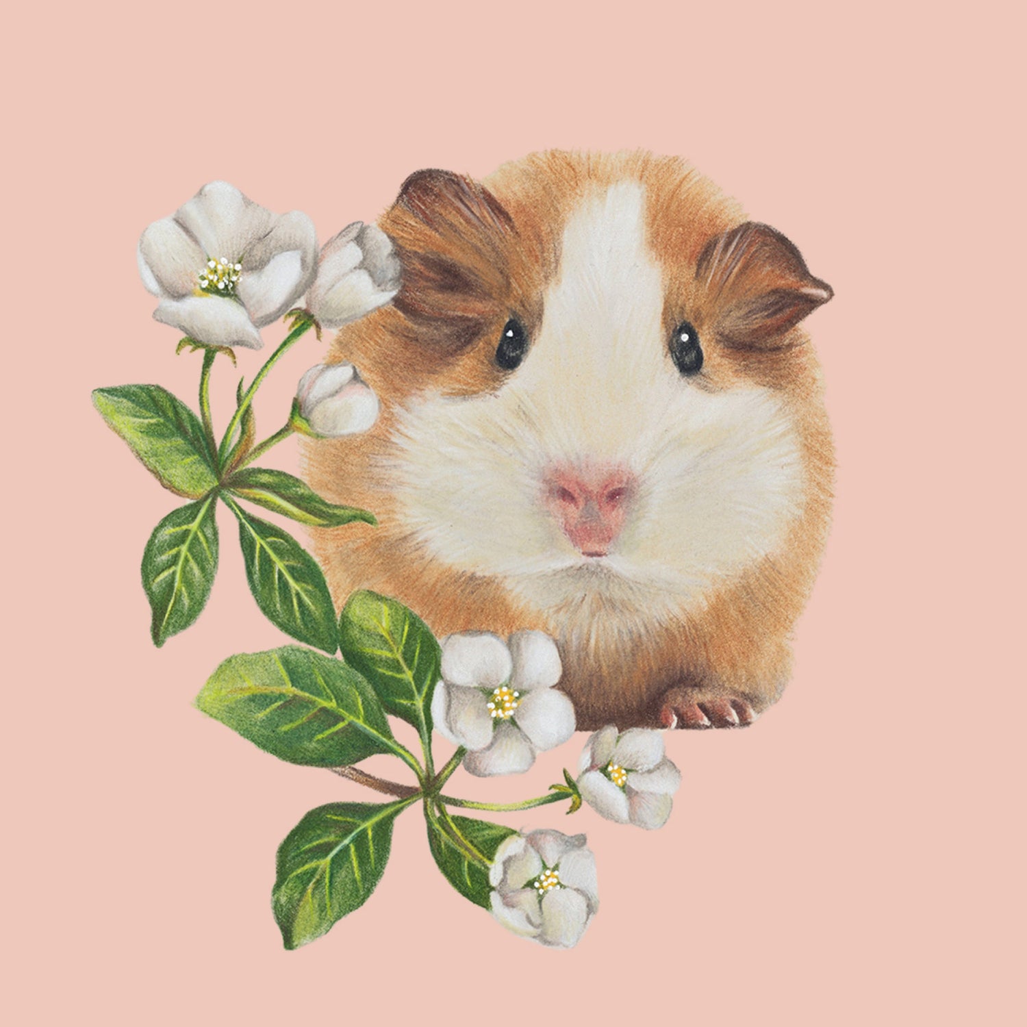 Guinea Pig