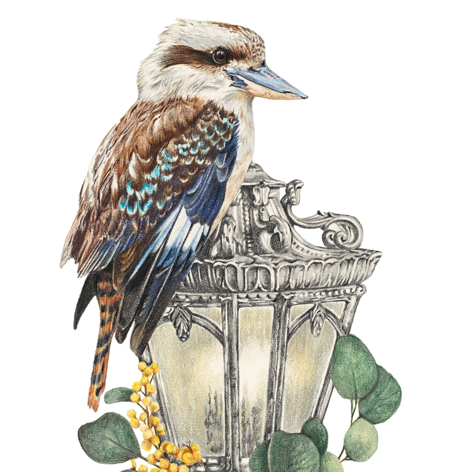 Kookaburra