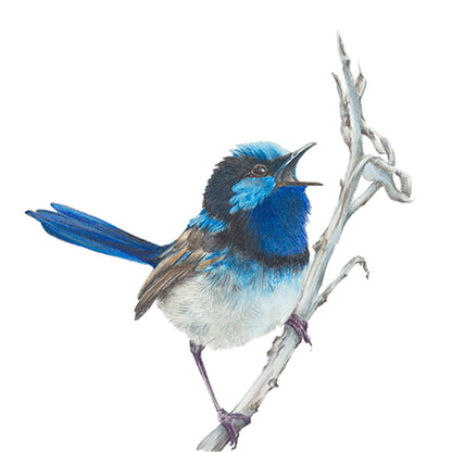 Blue Wren Fine Art Print