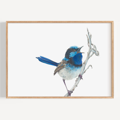 Blue Wren - Fine Art Print