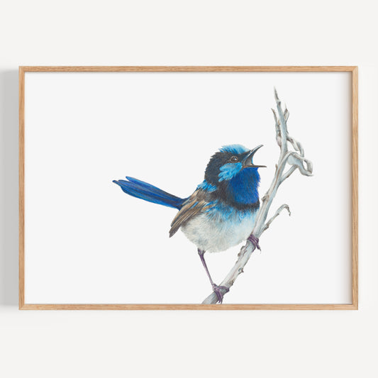 Blue Wren - Fine Art Print