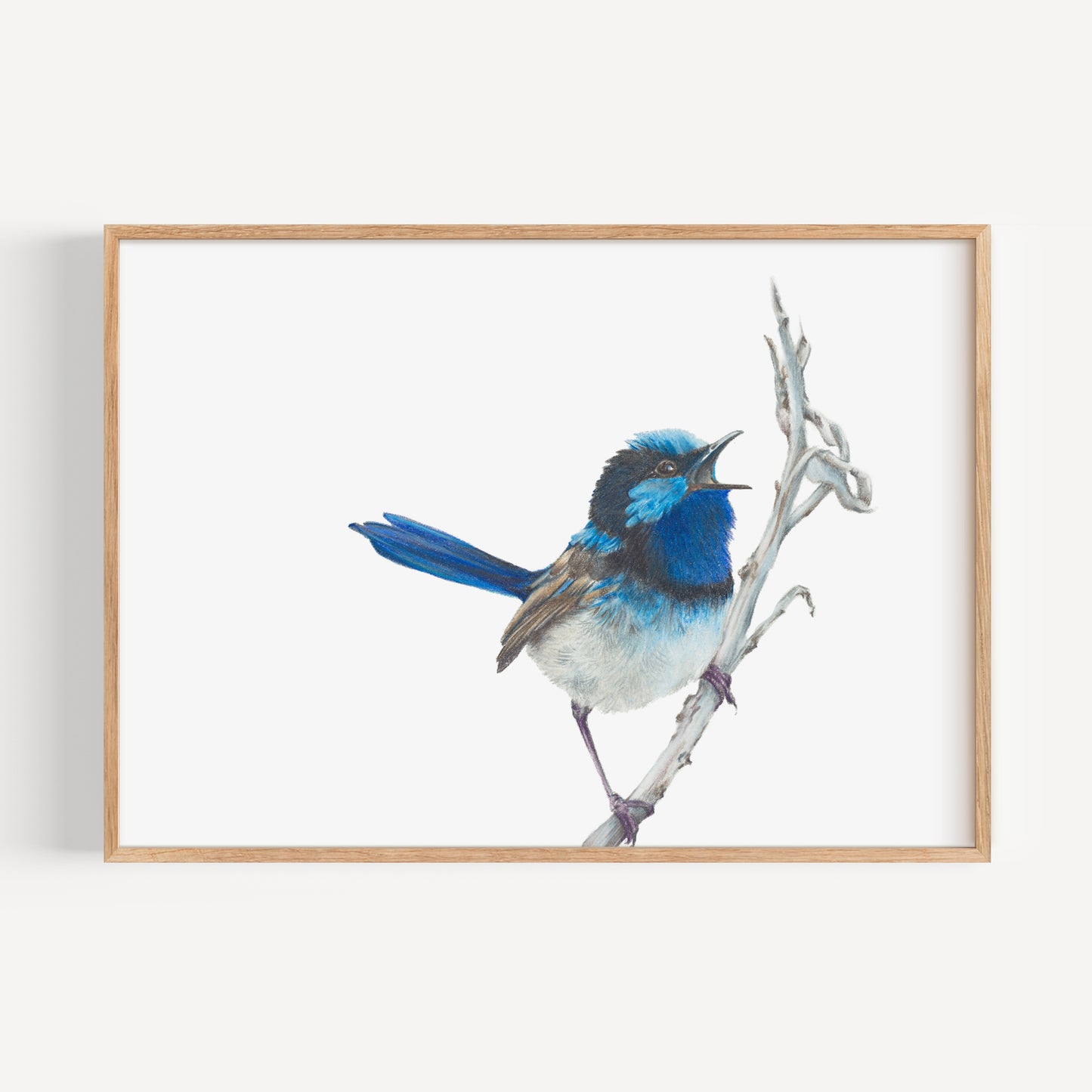 Blue Wren Fine Art Print