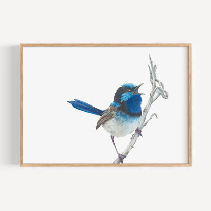 Blue Wren Fine Art Print