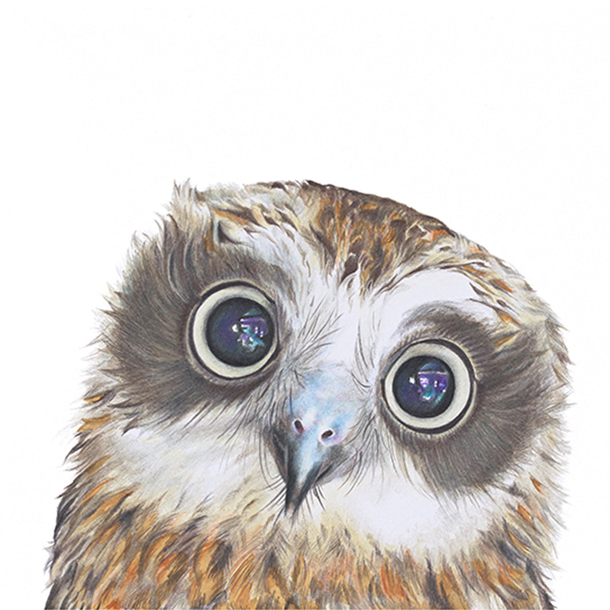 Boobook Owl Greeting Card