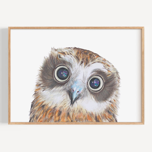Boobook Owl - Fine Art Print