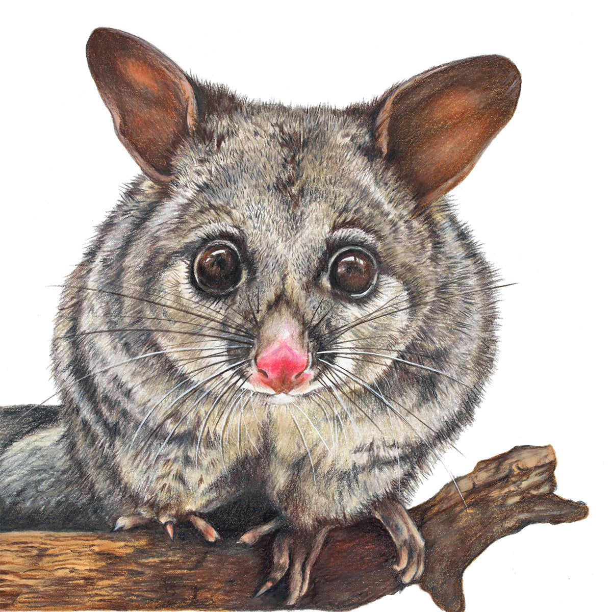 Brushtail Possum Greeting Card