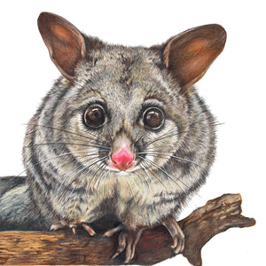 Brushtail Possum Fine Art Print