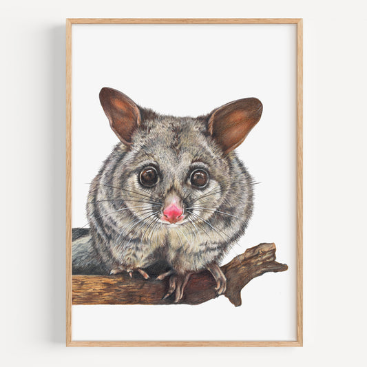 Brushtail Possum - Fine Art Print