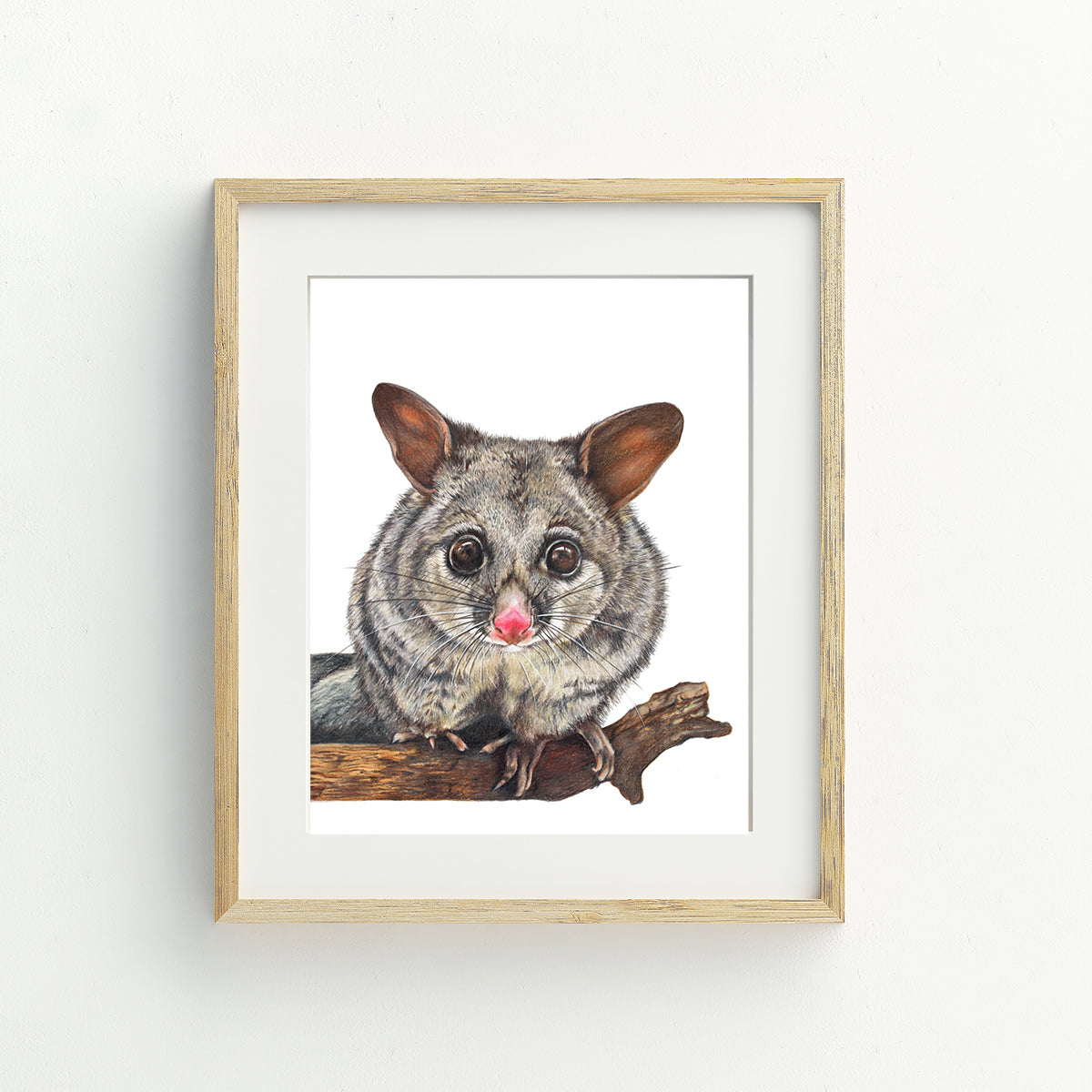 Brushtail Possum Fine Art Print