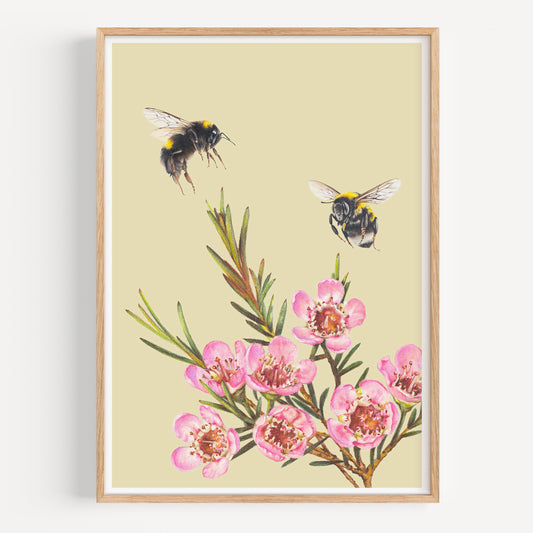Bumble Bees/Wax flowers - Fine Art Print