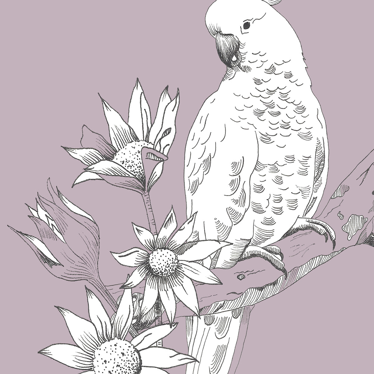 Cockatoo/Flannel Flower Greeting Card