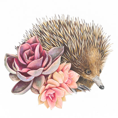 Short-beaked Echidna Fine Art Print