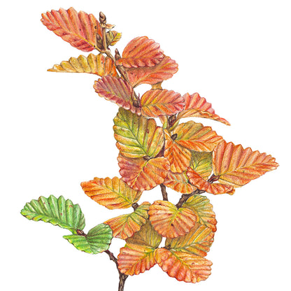 Nothefagus - Fine Art Print